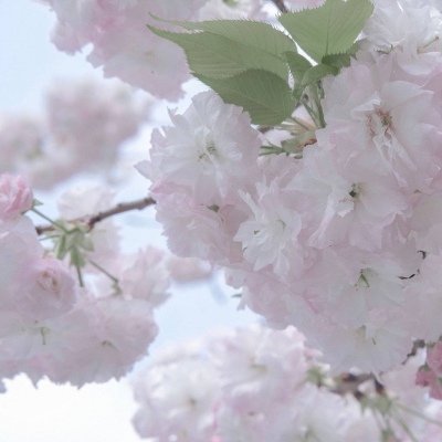 兽设海洋元素设计福瑞交流群